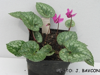 Cyclamen purpurascens 'Šmarna Gora'