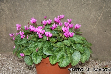 Cyclamen purpurascens 'Bela Krajina'