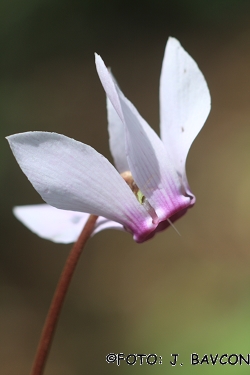 Cyclamen purpurascens 'Belkasti'