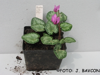 Cyclamen purpurascens 'Božakovo'