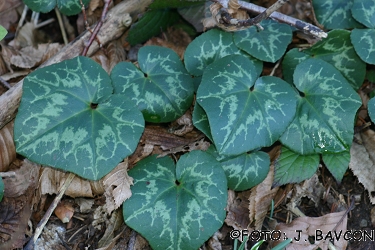 Cyclamen purpurascens 'Bršljanovolistni'