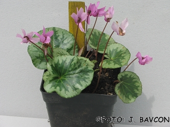 Cyclamen purpurascens 'Castra'