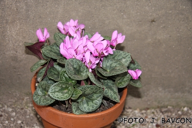 Cyclamen purpurascens 'Celje'