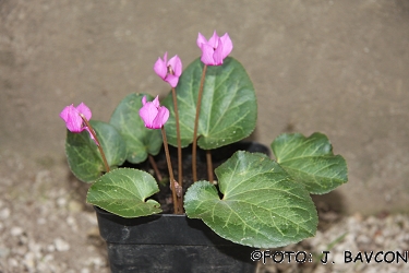 Cyclamen purpurascens 'Cerkno'