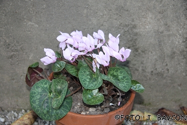 Cyclamen purpurascens 'Eva'