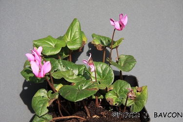 Cyclamen purpurascens 'Gozd'