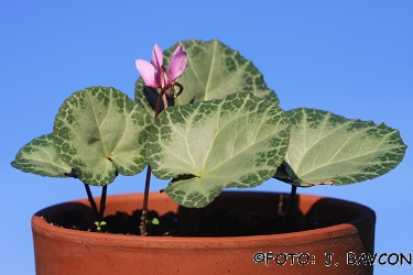 Cyclamen purpurascens 'Idrija'