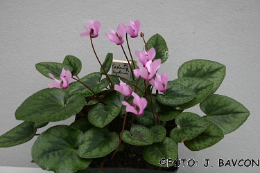 Cyclamen purpurascens 'Jelenk'