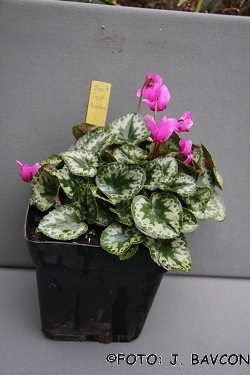 Cyclamen purpurascens 'Kolpa'