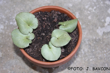 Cyclamen purpurascens 'Koper - Capodistria'