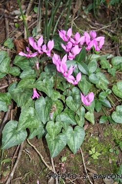 Cyclamen purpurascens 'Kopjasti'