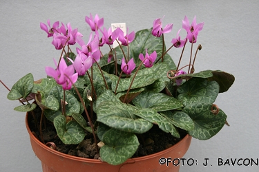 Cyclamen purpurascens 'Kostanjevica'