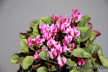 Cyclamen purpurascens 'Koupa'