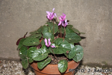 Cyclamen purpurascens 'Kozjansko'