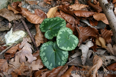 Cyclamen purpurascens 'Krjavelj'