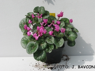 Cyclamen purpurascens 'Krog'