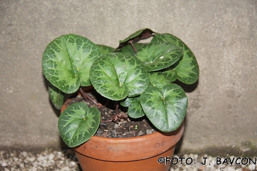 Cyclamen purpurascens 'Lea'