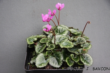 Cyclamen purpurascens 'Ledeni'