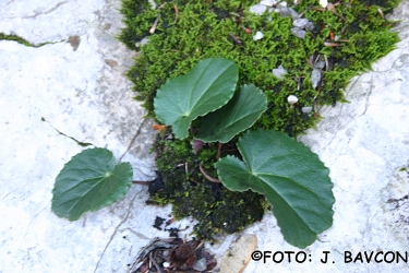 Cyclamen purpurascens 'Limes'