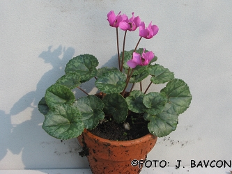 Cyclamen purpurascens 'Ljubljana'