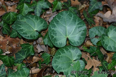 Cyclamen purpurascens 'Medno'