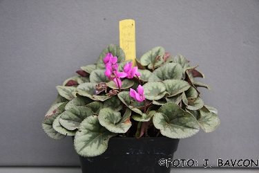 Cyclamen purpurascens 'Metlika'