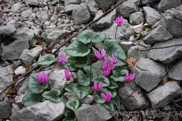 Cyclamen purpurascens 'Nova Gorica'