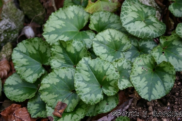 Cyclamen purpurascens 'Novo Mesto'