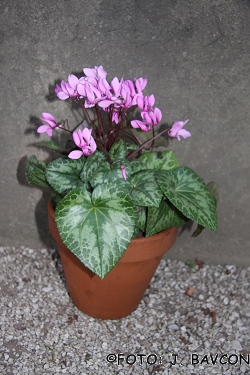 Cyclamen purpurascens 'Pik'