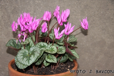 Cyclamen purpurascens 'Plamen'