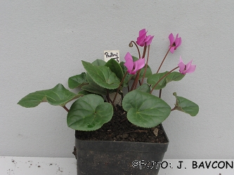 Cyclamen purpurascens 'Podkraj'