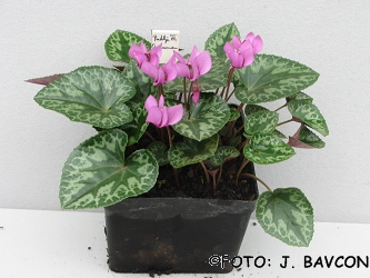 Cyclamen purpurascens 'Radlje'