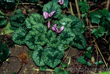 Cyclamen purpurascens 'Raka'