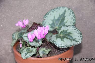 Cyclamen purpurascens 'Rosalnice'