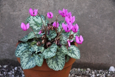 Cyclamen purpurascens 'Sara'