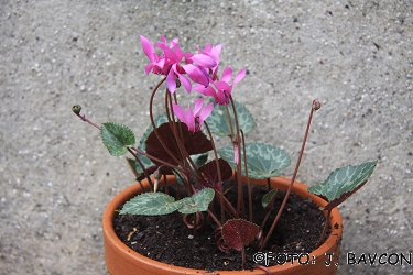 Cyclamen purpurascens 'Sv. Gora'