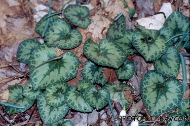 Cyclamen purpurascens 'Sveta Lucija'