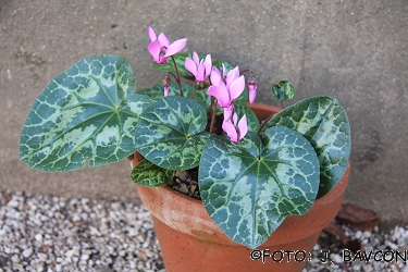 Cyclamen purpurascens 'Trebnje'