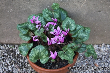 Cyclamen purpurascens 'Trojica'