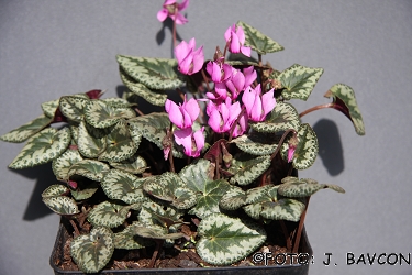 Cyclamen purpurascens 'Vinica'