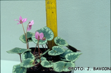 Cyclamen purpurascens 'Vipava'