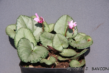 Cyclamen purpurascens 'Zrcalo'