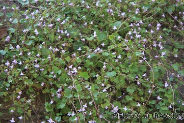 Cymbalaria muralis