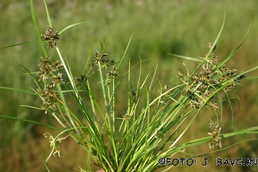 Cyperus fuscus