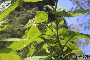 Cyphomandra betacea