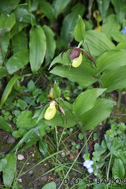 Cypripedium calceolus