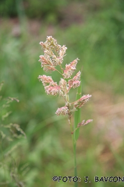 Dactylis glomerata