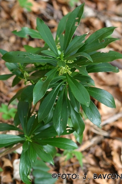 Daphne laureola