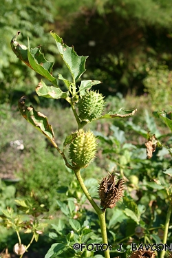 Datura stramonium