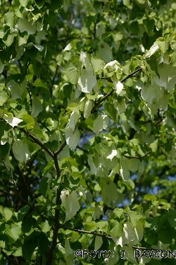 Davidia involucrata